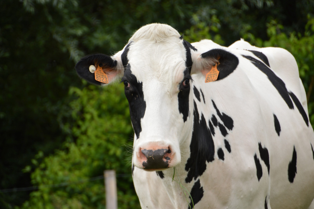 Lo que no sabías de las vacas