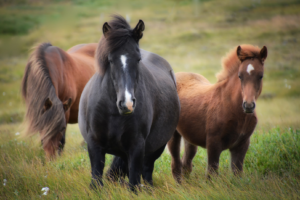 Como Cuidar un Caballo