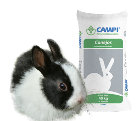 Campi-conejos