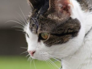 Lo que no sabes de los bigotes de tu gato