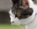 gato-bigote-gatito-cara_1