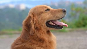¿Viajar en avión con tu perro? Consejos para que tu mascota vuele segura