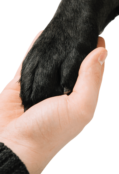 Human-Dog Human-Dog