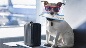 ¿Viajar en avión con tu perro? Consejos para que tu mascota vuele segura