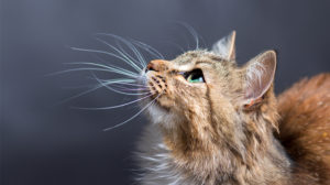 Lo que no sabes de los bigotes de tu gato