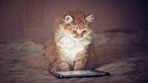 Por qué tu gato necesita un iPad